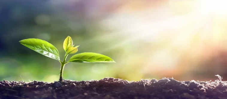 Plants are total icons of self-care. What's the name of their secret routine for turning sunlight into fuel?