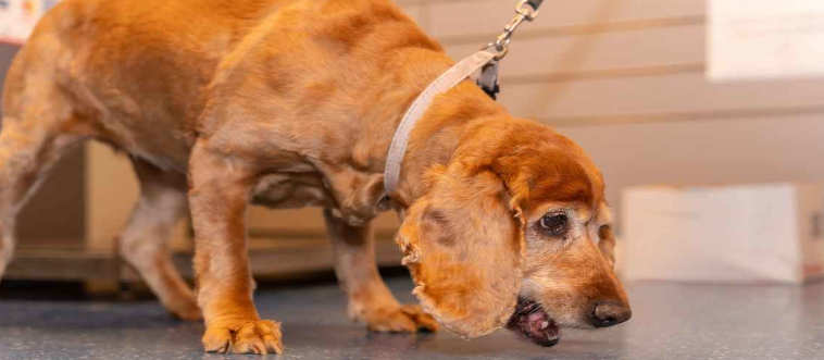 Your pup is having a major off-stage moment with repeated vomiting today. What's the pro move?