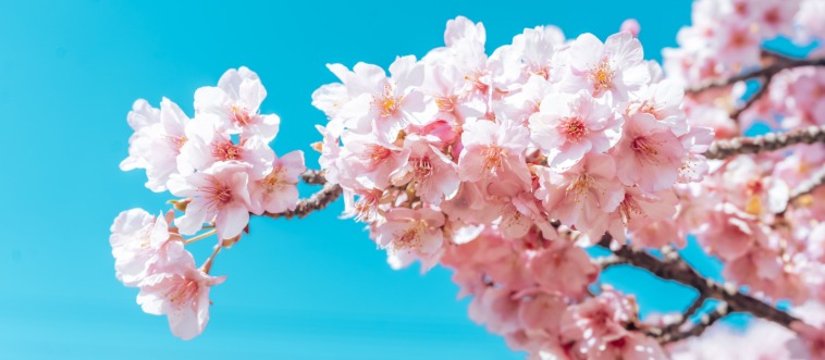 Which iconic destination claims this floral superstar?